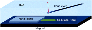 Graphical abstract: Measuring elasticity of wet cellulose fibres with AFM using indentation and a linearized Hertz model