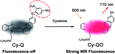 Graphical abstract: A turn-on near-infrared fluorescent probe for detection of cysteine over glutathione and homocysteine in vivo