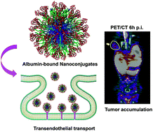 Graphical abstract: Albumin as a “Trojan Horse” for polymeric nanoconjugate transendothelial transport across tumor vasculatures for improved cancer targeting