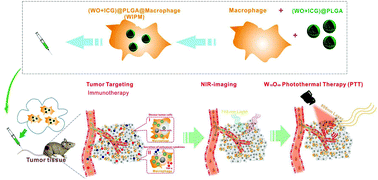 Graphical abstract: Targeted delivery of tungsten oxide nanoparticles for multifunctional anti-tumor therapy via macrophages