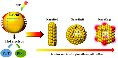 Graphical abstract: Differential photothermal and photodynamic performance behaviors of gold nanorods, nanoshells and nanocages under identical energy conditions
