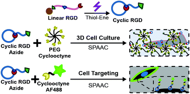 Graphical abstract: Design of functionalized cyclic peptides through orthogonal click reactions for cell culture and targeting applications