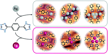 Graphical abstract: The self-assembly and metal adatom coordination of a linear bis-tetrazole ligand on Ag(111)