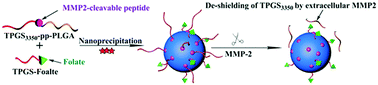 Graphical abstract: Active targeted drug delivery of MMP-2 sensitive polymeric nanoparticles