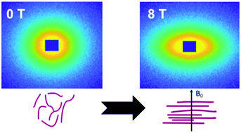Graphical abstract: Aligning self-assembled perylene bisimides in a magnetic field