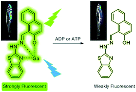 Graphical abstract: Monitoring ADP and ATP in vivo using a fluorescent Ga(iii)-probe complex
