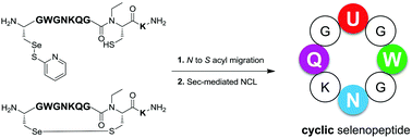 Graphical abstract: Synthesis of selenocysteine-containing cyclic peptides via tandem N-to-S acyl migration and intramolecular selenocysteine-mediated native chemical ligation