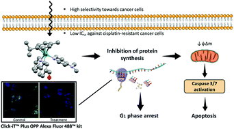 Graphical abstract: New half-sandwich ruthenium(ii) complexes as proteosynthesis inhibitors in cancer cells