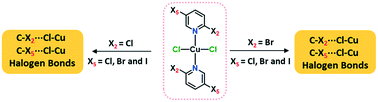 Graphical abstract: Halogen bonds in 2,5-dihalopyridine-copper(ii) chloride complexes