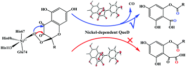 Graphical abstract: Deciphering the chemoselectivity of nickel-dependent quercetin 2,4-dioxygenase