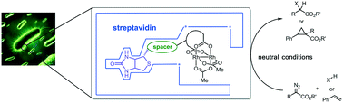 Graphical abstract: An artificial metalloenzyme for carbene transfer based on a biotinylated dirhodium anchored within streptavidin