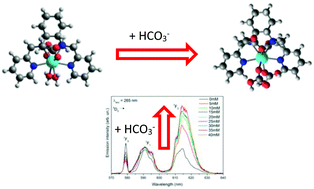 Graphical abstract: Eu(iii) and Tb(iii) complexes of 6-fold coordinating ligands showing high affinity for the hydrogen carbonate ion: a spectroscopic and thermodynamic study