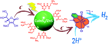 Graphical abstract: Cadmium-free CuInS2/ZnS quantum dots as efficient and robust photosensitizers in combination with a molecular catalyst for visible light-driven H2 production in water