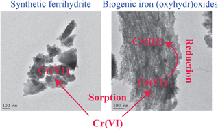 Graphical abstract: Cr(vi) uptake and reduction by biogenic iron (oxyhydr)oxides
