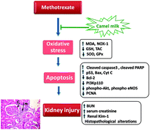 Graphical abstract: Camel milk attenuates methotrexate-induced kidney injury via activation of PI3K/Akt/eNOS signaling and intervention with oxidative aberrations