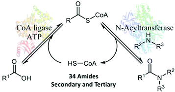 Graphical abstract: A versatile biosynthetic approach to amide bond formation