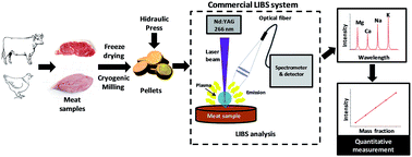 Graphical abstract: Feasibility of using laser induced breakdown spectroscopy for quantitative measurement of calcium, magnesium, potassium and sodium in meat