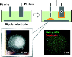 Graphical abstract: Hydrogel electrodeposition based on bipolar electrochemistry