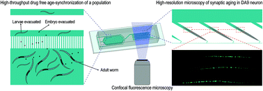 Graphical abstract: A microfluidic platform for lifelong high-resolution and high throughput imaging of subtle aging phenotypes in C. elegans
