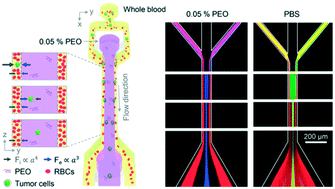 Graphical abstract: Label-free isolation of rare tumor cells from untreated whole blood by interfacial viscoelastic microfluidics