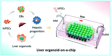 Graphical abstract: In situ differentiation and generation of functional liver organoids from human iPSCs in a 3D perfusable chip system