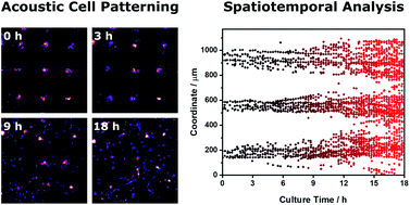Graphical abstract: Spatiotemporal quantification of acoustic cell patterning using Voronoï tessellation