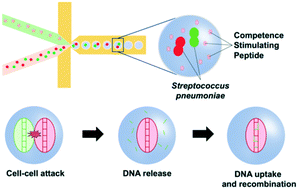 Graphical abstract: Femtoliter droplet confinement of Streptococcus pneumoniae: bacterial genetic transformation by cell–cell interaction in droplets