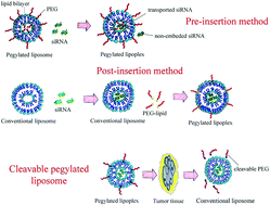 Graphical abstract: Diversity of PEGylation methods of liposomes and their influence on RNA delivery