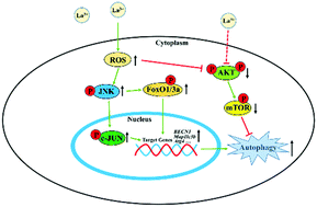 Graphical abstract: Lanthanum chloride induces autophagy in rat hippocampus through ROS-mediated JNK and AKT/mTOR signaling pathways