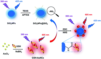 Graphical abstract: A novel dual-emission fluorescent nanohybrid containing silica nanoparticles and gold nanoclusters for ratiometric determination of cysteine based on turn-on fluorescence strategy