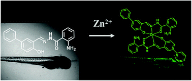 Graphical abstract: A highly sensitive fluorescent probe for bioimaging zinc ion in living cells and zebrafish models
