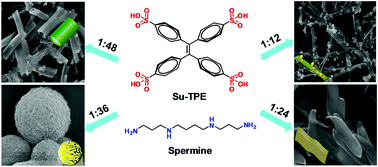 Graphical abstract: Spermine-directed supramolecular self-assembly of water-soluble AIE-active tetraphenylethylene: nanobelt, nanosheet, globular and nanotubular structures
