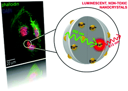 Graphical abstract: Demonstration of cellular imaging by using luminescent and anti-cytotoxic europium-doped hafnia nanocrystals