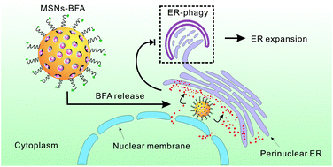Graphical abstract: Combining autophagy-inducing peptides and brefeldin A delivered by perinuclear-localized mesoporous silica nanoparticles: a manipulation strategy for ER-phagy