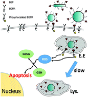 Graphical abstract: Nanoparticle–cell interactions induced apoptosis: a case study with nanoconjugated epidermal growth factor