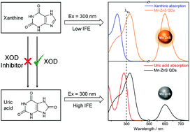 Graphical abstract: Phosphorescent inner filter effect-based sensing of xanthine oxidase and its inhibitors with Mn-doped ZnS quantum dots