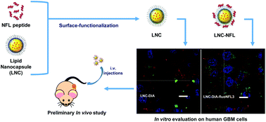 Graphical abstract: Enhanced and preferential internalization of lipid nanocapsules into human glioblastoma cells: effect of a surface-functionalizing NFL peptide