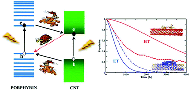 Graphical abstract: Ultrafast, asymmetric charge transfer and slow charge recombination in porphyrin/CNT composites demonstrated by time-domain atomistic simulation