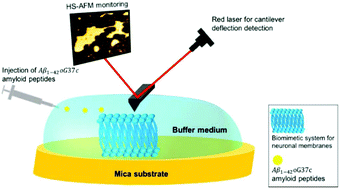 Graphical abstract: High speed atomic force microscopy to investigate the interactions between toxic Aβ1-42 peptides and model membranes in real time: impact of the membrane composition