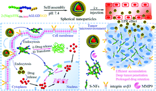 Graphical abstract: A sequentially responsive and structure-transformable nanoparticle with a comprehensively improved ‘CAPIR cascade’ for enhanced antitumor effect