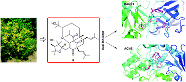 Graphical abstract: Bioactive polycyclic polyprenylated acylphloroglucinols from Hypericum perforatum