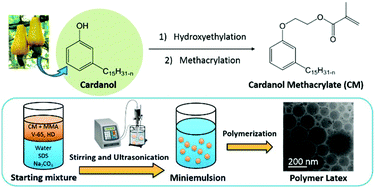 Graphical abstract: Cardanol-based polymer latex by radical aqueous miniemulsion polymerization