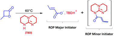 Graphical abstract: Reinvestigation of the mechanism of polymerization of β-butyrolactone from 1,5,7-triazabicyclo[4.4.0]dec-5-ene