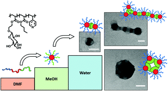 Graphical abstract: Compartmentalized nanoparticles in aqueous solution through hierarchical self-assembly of triblock glycopolymers