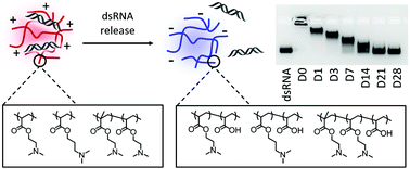 Graphical abstract: Cationic and hydrolysable branched polymers by RAFT for complexation and controlled release of dsRNA
