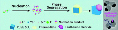 Graphical abstract: Phase segregation enabled scandium fluoride–lanthanide fluoride Janus nanoparticles