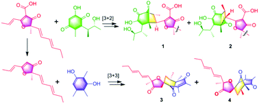图形摘要：阿斯波隆A_真菌曲霉属五种具有新碳骨架的二聚酮。AWG 1欧15