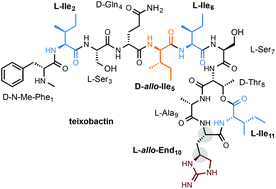 Graphical abstract: Total synthesis of teixobactin and its stereoisomers