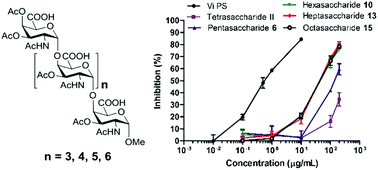 Graphical abstract: Chemical synthesis and biological evaluation of penta- to octa- saccharide fragments of Vi polysaccharide from Salmonella typhi