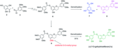 Graphical abstract: A concise synthesis of (±)-7-O-galloyltricetiflavan